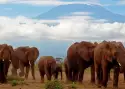Kenia, Tanzania i Zanzibar - safari z wypoczynkiem_2