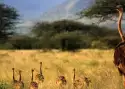 Kenia i Tanzania_7